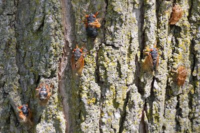 Insect Invasion