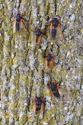 Beginning Brood