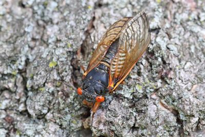 Beautiful Bug