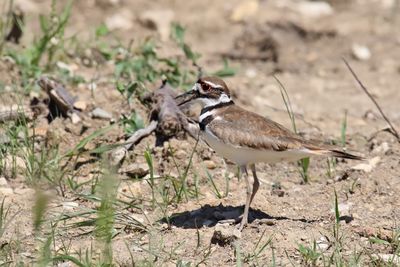 Large Plover