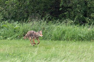 Run Coyote Run