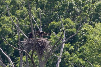 Clearing the Nest