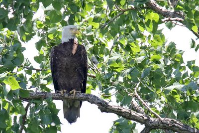 Regal Eagle