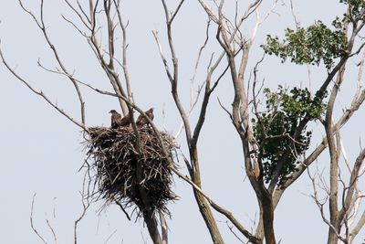 Three Eaglets