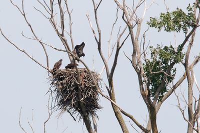 Leaving the Nest Below