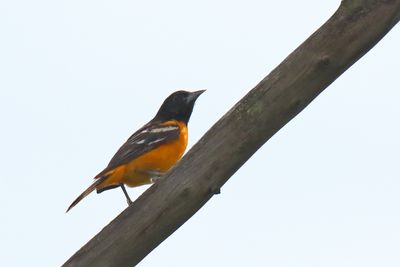 Orange Blackbird