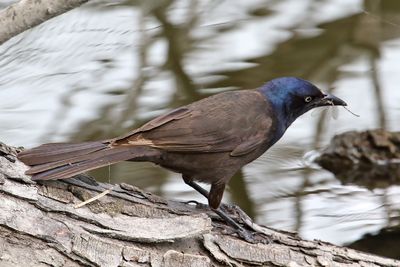 Young to Feed