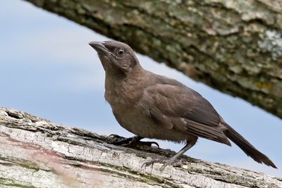 Fledged