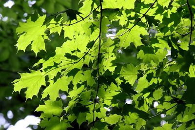 Light and Shadows