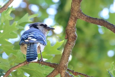 Bird in Blue