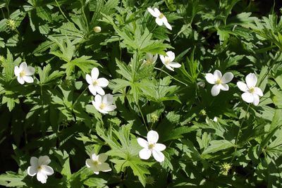 White Wildflowers