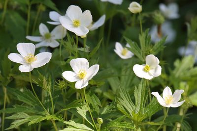 Spring Flowers
