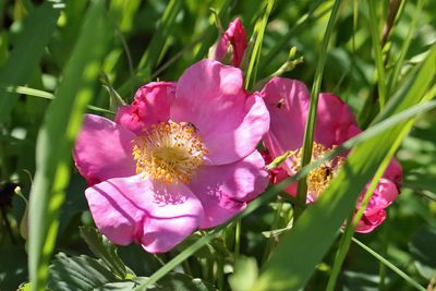 Wide Open Rose
