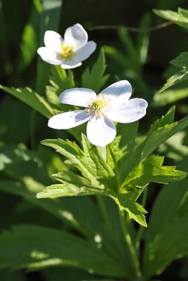 Perennial Wildflower