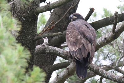 Nest Step