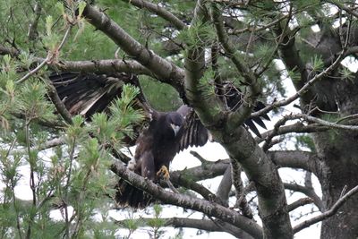 Learning to Land