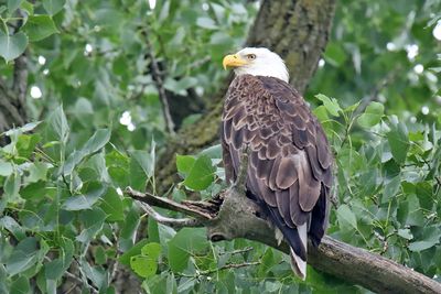 Watching the Nest