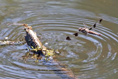 Skimming in Place