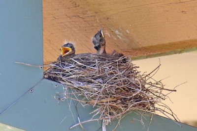 Hungry Babies