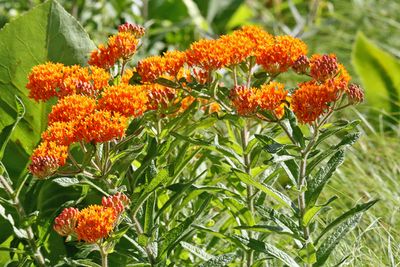 Orange in the Open
