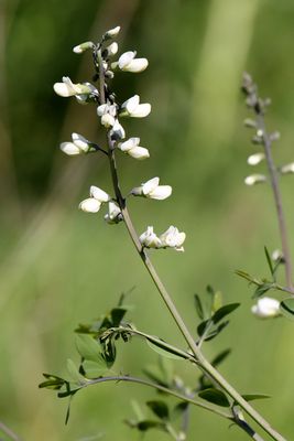 Prairie Coming to Life