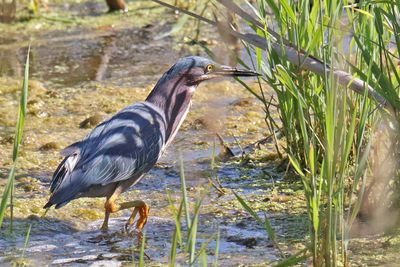 Sneaking Through the Water