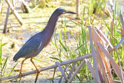 Working the Wetland