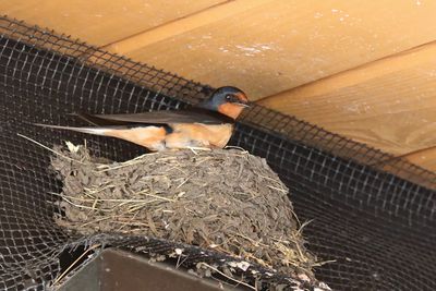 Under Shelter