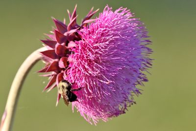 Pollinator