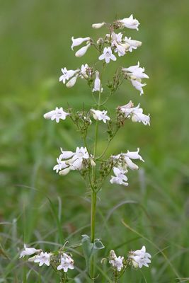 White Wildflower
