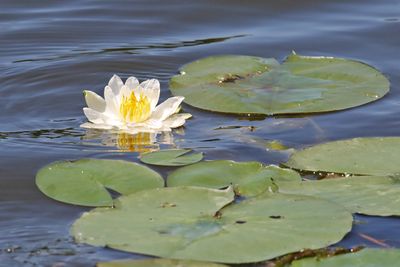 Flower in the Water
