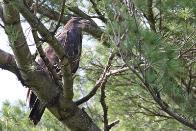 Fledging Soon