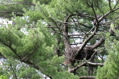 Empty Nest