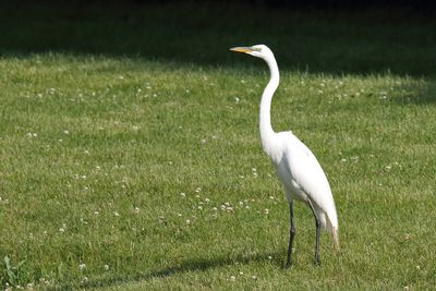 Standing Tall