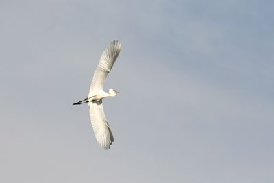 Into the Wind