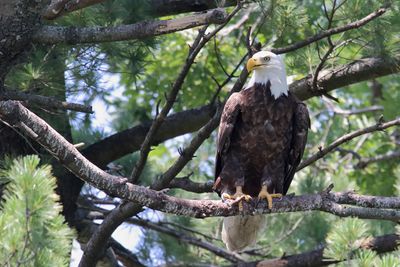 Perched in a Pine