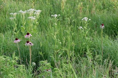 Prairie Wildflowers