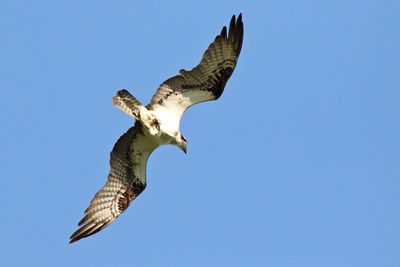 Osprey Overhead