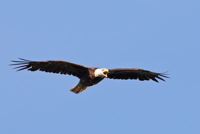 Incoming Eagle