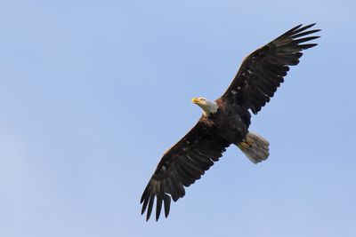 Glide Mode