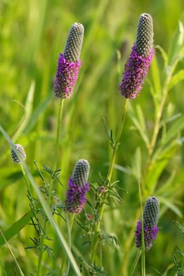 Clover on the Prairie