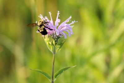 Pollination in Progress