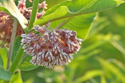 Blooming Ball