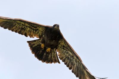 Earned Its Wings