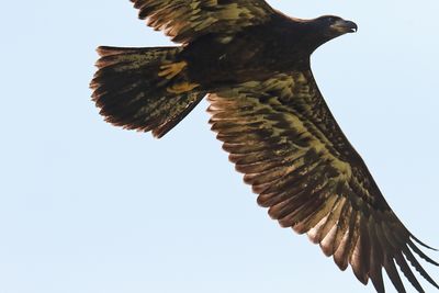 Close Approach