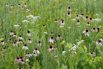 Prairie in Bloom