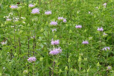Bee Balm