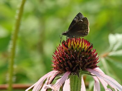 Tiny Butterfly
