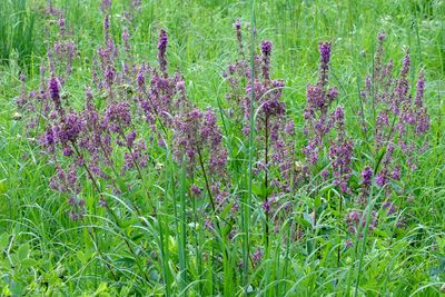 Purple on the Prairie