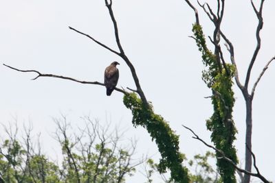 Fledged
